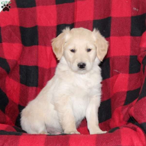 Jasper, Mini Goldendoodle Puppy